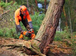 Reliable Middleburg, PA Tree Removal and Landscaping Services Solutions